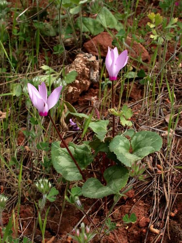 Persian Cyclamen