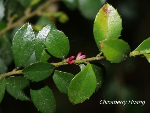 African Boxwood Bonsai