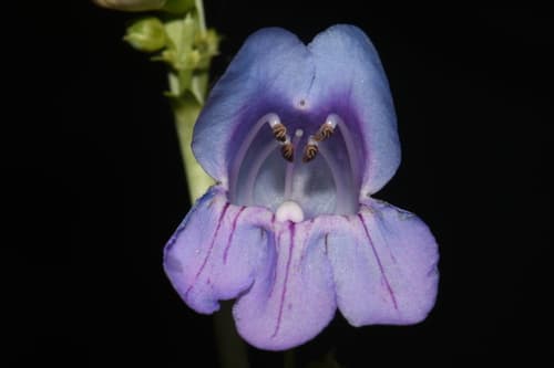 upright blue beardtongue