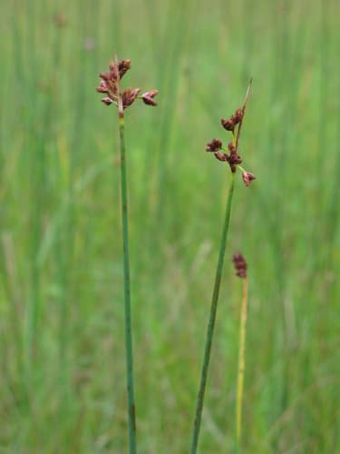 Hardstem Bulrush
