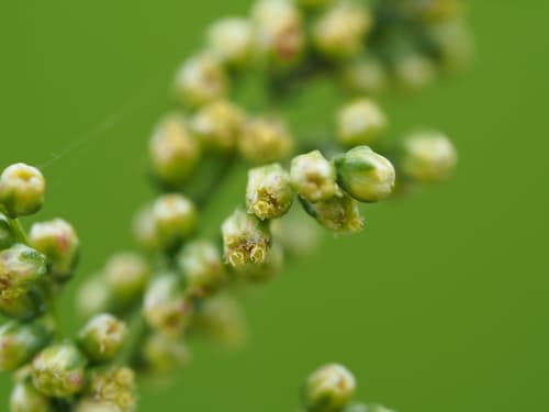 Capillary Wormwood Bonsai