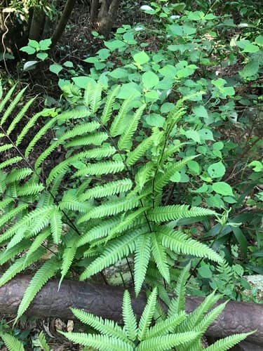 Pteris fauriei