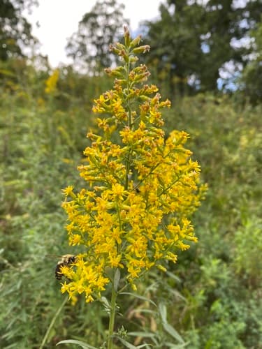 Showy Goldenrod
