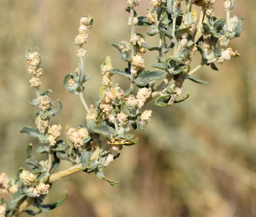 Pamirian Winterfat Bonsai