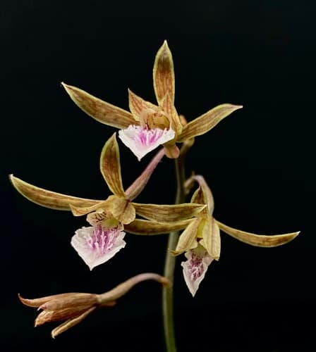 Chinese Crown Orchid