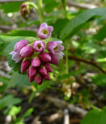 Mountain Pink Currant