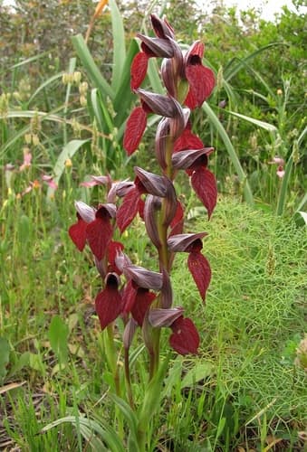 Heart-flowered serapias