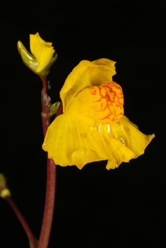 Common Bladderwort Flower