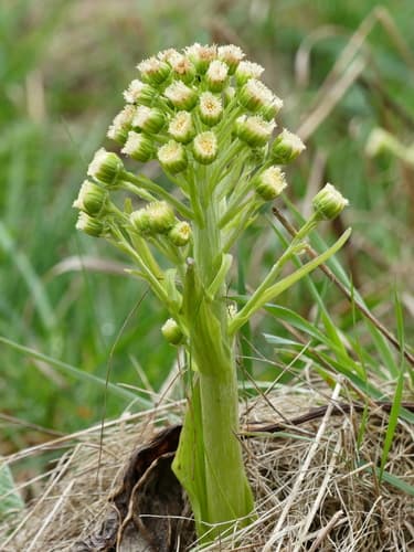 Woolly Butterbur
