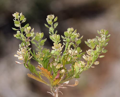 Hairypod Pepperweed