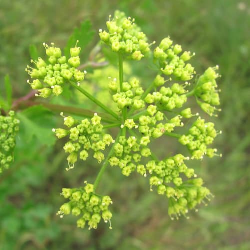 Texas Prairie Parsley