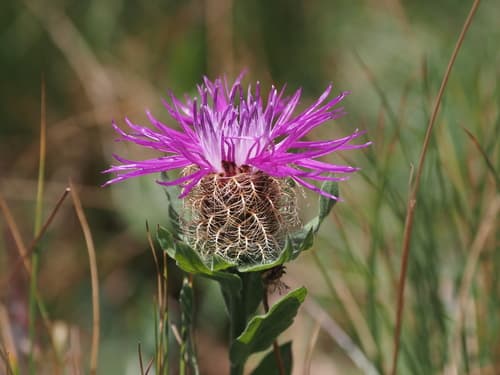 Singleflower Knapweed