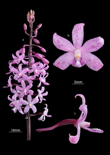 Rosy Hyacinth Orchid
