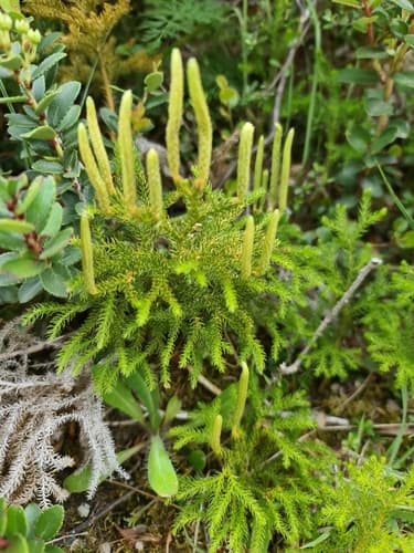 Mountain Clubmoss