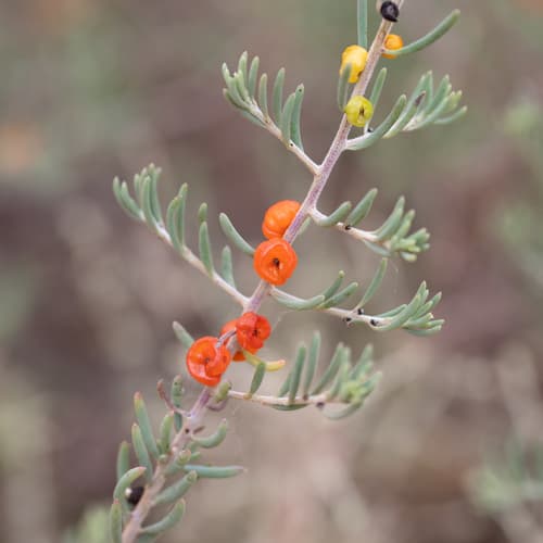 Barrier Saltbush