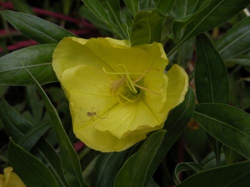 Bigfruit Evening Primrose