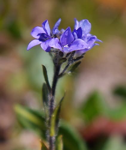 American alpine speedwell