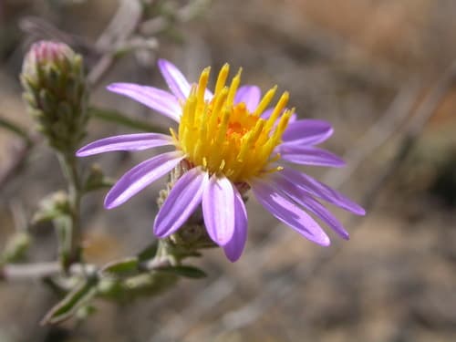 Hoary Tansyaster Bonsai