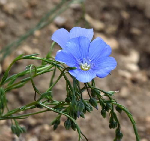 Austrian Flax