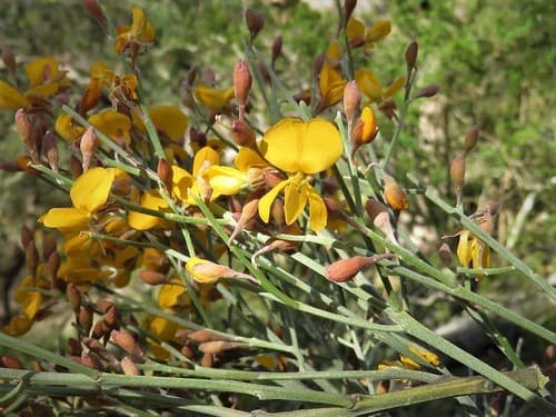 Winged Broom-Pea
