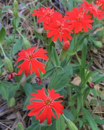 Cardinal Catchfly Bonsai