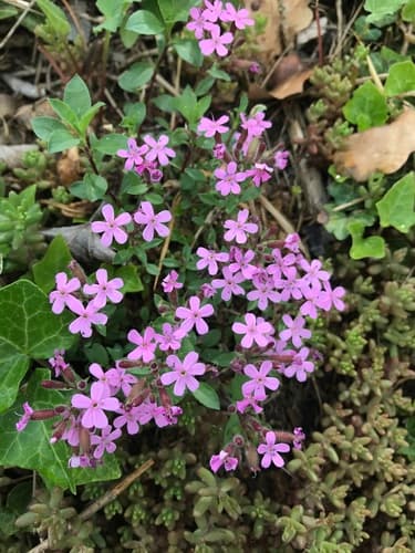 Rock Soapwort