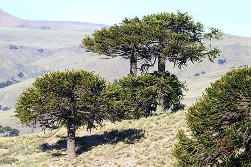 Monkey Puzzle Tree (Wild Specimen, Not a Bonsai)