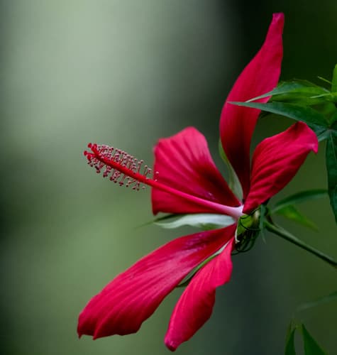 Scarlet Rosemallow Bonsai