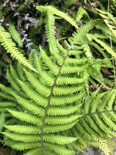 Soft Fern