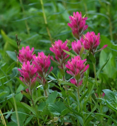 Rhexia-leaved paintbrush