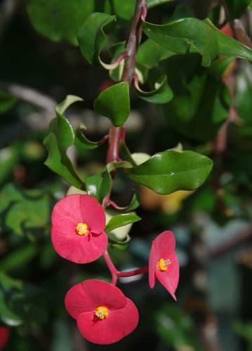 Thornless Crown of Thorns Bonsai
