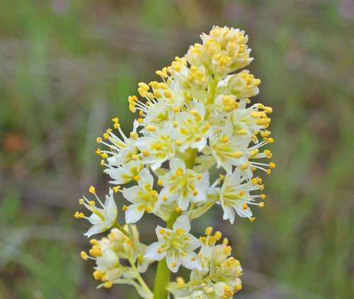 foothill deathcamas