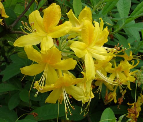 Yellow Azalea