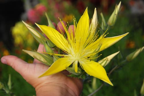 Giant Blazingstar Flower