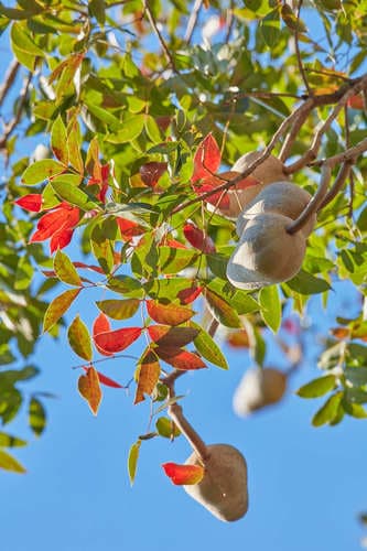 Honduras Mahogany Bonsai