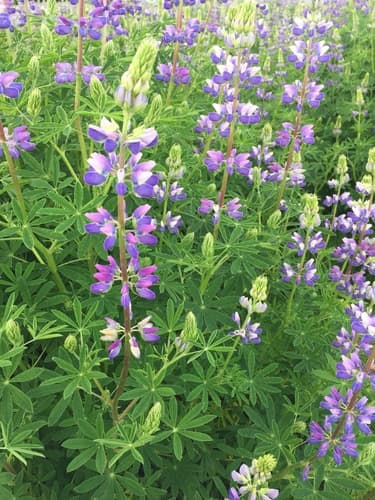 Riverbank Lupine
