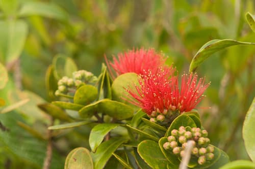 ʻŌhiʻa Lehua Bonsai