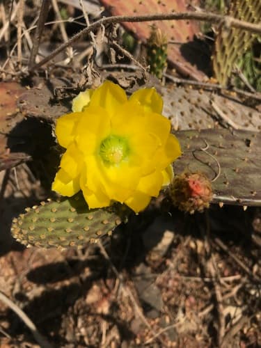 Decumbens Cactus