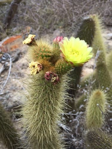 Golden-spined Cereus