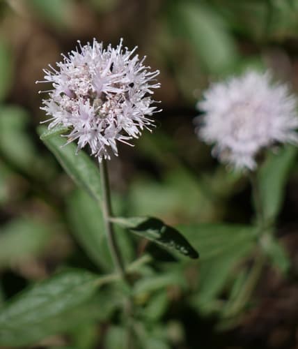 Mountain Coyote Mint