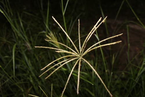 Rhodes Grass