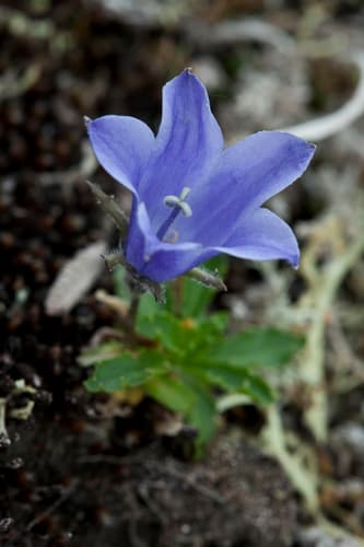 Mountain Harebell