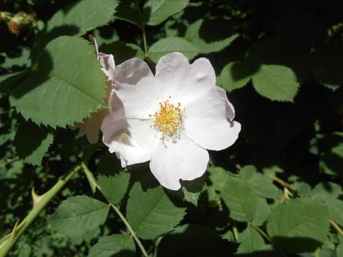 Hairy Dog-rose