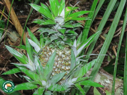 Pineapple Plant