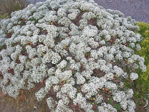 Crispleaf Buckwheat Plant
