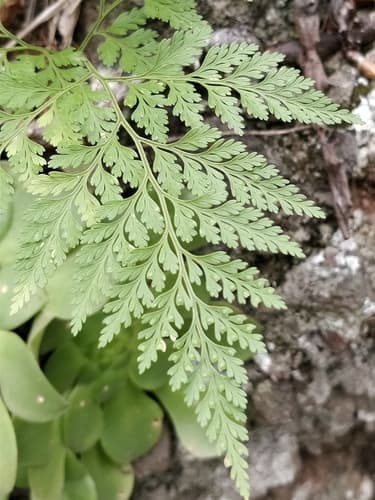 Davallia canariensis Fern