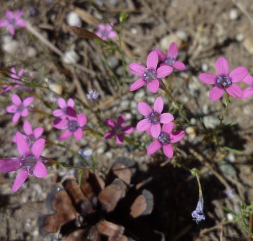 Bridges' Pincushionplant
