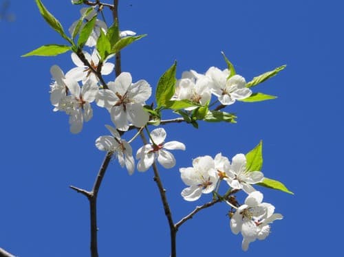Canada Plum Bonsai