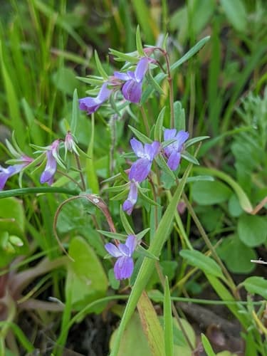 fewflower blue-eyed Mary