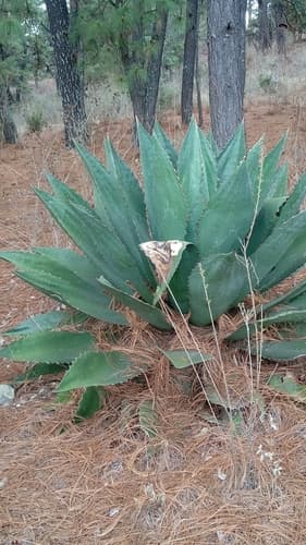 Agave inaequidens